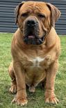 Jihoafrický mastin - Boerboel štěňata