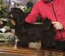 Bichon Havanese - špičkoví havanští bišonci 