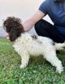 Lagotto Romagnolo, štěňata k dispozici