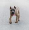Štěňata Cane Corso na prodej 