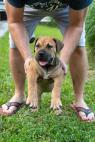 Jihoafrický mastif – Boerboel štěňata