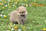 Pomeranian BOO štěňata