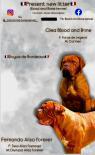 Dogue de Bordeaux Bordeauxská doga – štěňata