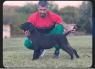 Štěňata Cane Corso 