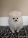 Pomerani, krásná štěňata