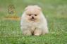 Pomeranian BOO štěňata