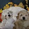 Štěňata Maltipoo, krásná miminka