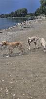 Štěňata perského chrta SALUKI