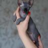 Hairless Sphynx Kittens WhatsApp: +27842597191