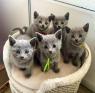 Russian Blue Kittens WhatsApp: +27842597191