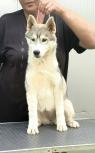 Sibiřský husky – fenka