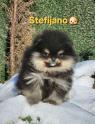 Pomeranian BOO – medvídkový vzhled, pomeranian špic