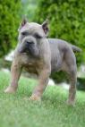Cane Corso, štěňata nejvyšší kvality