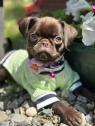 Chocolate Petit Brabancon (Smooth Brussel Griffon)