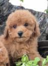 Pudlové a maltipoo štěňata, krásná štěňata