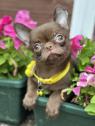 Lilac & chocolate boys chihuahua