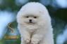 Pomeranian BOO – štěňata typu Medvídek