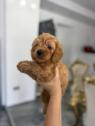 Goldendoodle Krásná štěňata