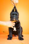 Cane Corso – Krásná štěňata