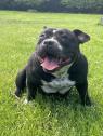 American Bully Pocket – pes a fena na prodej