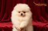 Pomeranian BOO medvídci, Štěňata Pomeranian Spitz