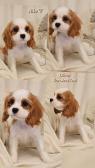 Špičková kvalita Cavalier King Charles španělů obou pohlaví 