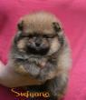 Pomeranian BOO medvídci, štěňata pomeraniana