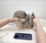 Pomeranian Mini
