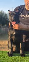 Cane Corso fena