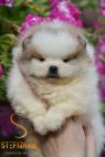 Pomeranian Boo – štěňata