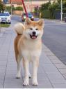 Akita Inu - Fena