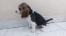 Bígl (též beagle) štěňata s PP