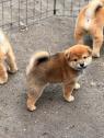 Prodám shiba inu s PP